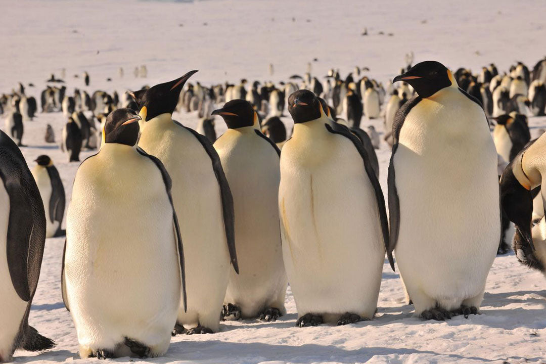 Private Jet Tour Antarctica : Early Emperors - 5 Days