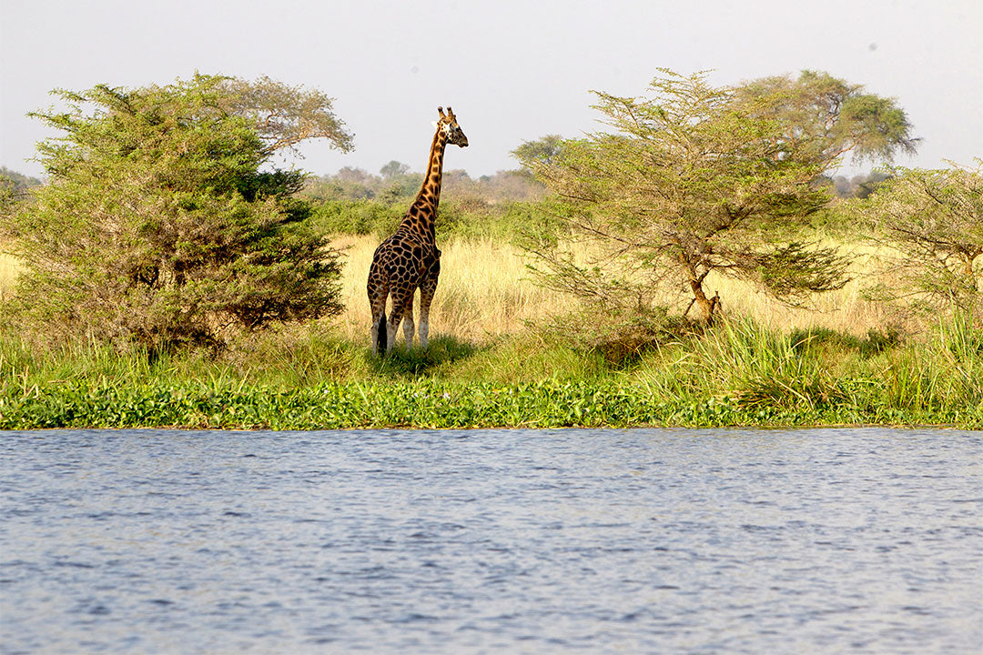 Heli-Safari Africa: Uganda - 7 nights