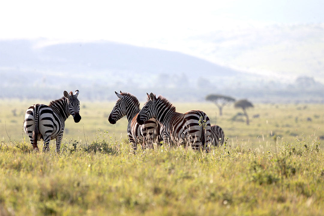 Heli-Safari Africa: Kenya - 10 Days